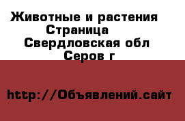  Животные и растения - Страница 11 . Свердловская обл.,Серов г.